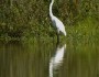 White Egret in the Waters of the Bay-Delta