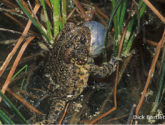 HoustonToad_DickBartlett-300x200