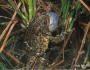 HoustonToad_DickBartlett-300x200