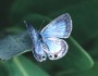 Miami Blue Butterfly, Photo credit: Jeffrey Glassberg, Ph.D