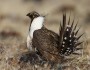 Greater Sage Grouse, credit USFWS/Stephen Ting