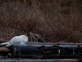 Snowy owl