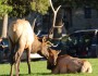 A tender moment during the elk rut at Mammoth Hot Springs in Yellowstone