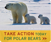 Polar Bear Cubs