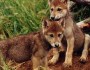 Wolf pups by Flickr's Ditzywolflady