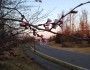 Cherry blossoms in the Washington, DC area captured on February 4, 2012 (Kelly Senser)