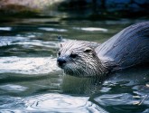 River otter by Flickr's ArcheiaMuriel