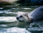 River otter by Flickr's ArcheiaMuriel