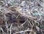 David Mizejewski talks about creating an amphibian house.