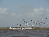 American White Pelicans in Louisiana's Barataria Bay, March 2012 (NWF staff photo)