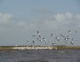 American White Pelicans in Louisiana's Barataria Bay, March 2012 (NWF staff photo)
