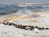 Bison on the Fort Peck Reservation, credit: Ted Wood/The Story Group for NWF