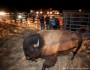 Bison released at Fort Peck, MT