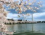 Cherry blossoms along DC's Tidal Basin, April 2011 (Flickr's Robert Pos)