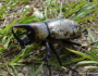 Eastern Hercules Beetle