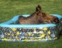 MOOSE