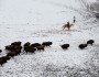 Herding bison bound for release at Fort Peck, MT