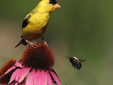 Native plants are fantastic at attracting songbirds and pollinators. (Photo donated by Jacqueline Tiles)