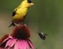 Native plants are fantastic at attracting songbirds and pollinators. (Photo donated by Jacqueline Tiles)