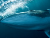 Minke Whale