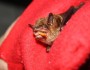 A Big Brown bat eating a meal worm. Photo credit: MABlevins, 2012