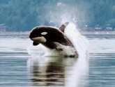 Since 1900, Puget Sound Chinook salmon populations have declined 93% and nine runs of Chinook have gone extinct. Orca whales, which eat primarily salmon, have declined by half. Source: Minette Layne/WikiMedia Commons