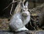 Snowshoe Hare
