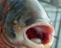 asian-carp_face2
