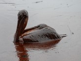 An oiled brown pelican floats in the Gulf during the height of the 2010 oil spill. Photo credit: Louisiana Governor's office.