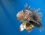 Lion fish (Photo: Tinou Bao/Flickr)