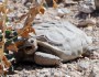 A smile (or a yawn) from Desert tortoise "Lucy" at Red Rock Canyon National Conservation Center (photo by Beth Pratt)
