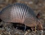 A Nine-banded armadillo. Photo courtesy USFWS.