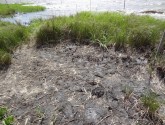 Tar mat coats marsh in Bay Jimmy off Louisiana's Barataria Bay, March 2012 (NWF staff photo)