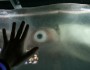 Giant squid eyes are huge, farsighted, and well-adapted to detecting predators (flickr | Jonathan Lampron)