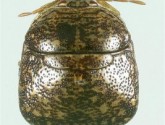 USDA: Adult Kudzu Stink Bug, Photo by Joe Eger.