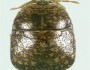 USDA: Adult Kudzu Stink Bug, Photo by Joe Eger.