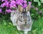 Rabbit by Sarah Rose