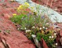 Wildflowers in Glacier National Park, Montana