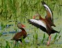 Black-bellied whistling ducks in a marsh near Delray Beach, FL