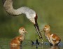 Sandhill crane chicks forage with their parent in a Florida pond