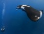 Giant manta ray, Socorro Island, Mexico