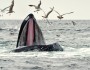 Humpback whale, Cape Cod Bay, Massachusetts