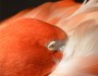 Flamingo in the West Palm Beach Zoo