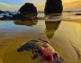 Sea stars in a tide pool on the Oregon coast
