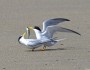 Least terns on Wells Beach, Maine