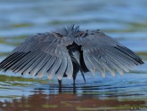 Slaty egret fishing in Chobe River National Park, Botswana