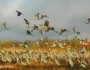 Sandhill cranes in Paynes Prairie Preserve, Florida