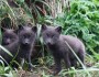 Arctic fox kits on St. Paul, Pribilof Islands ,Alaska