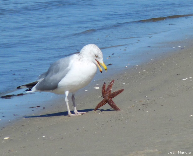 A seagull drops a starfish on the sand at Jones Beach, New York