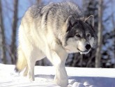 Gray wolves are a keystone species in the northern ecosystem (photo: flickr/YankeeNovember3)